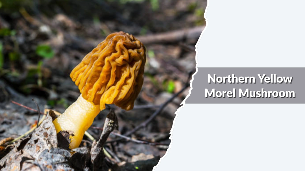 Northern Yellow Morel Mushroom (Morchella americana)
