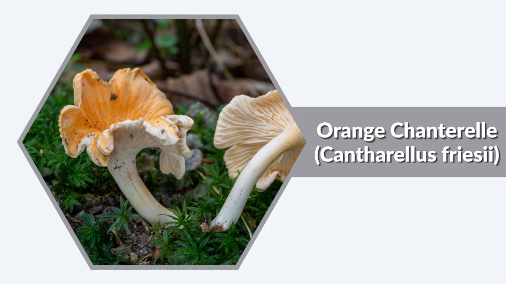 Orange Chanterelle (Cantharellus friesii)