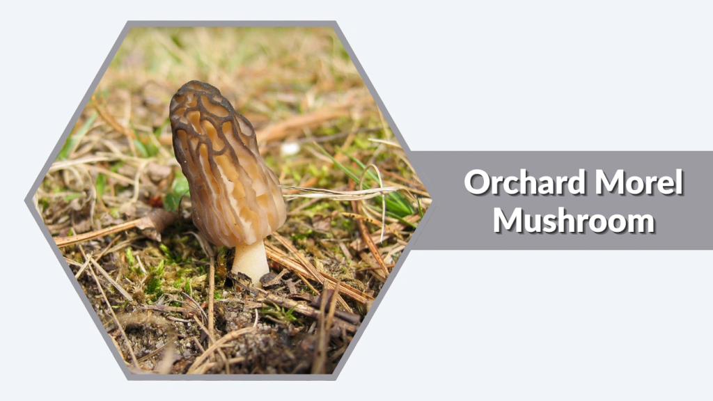Orchard Morel Mushroom (Morchellaspecies)