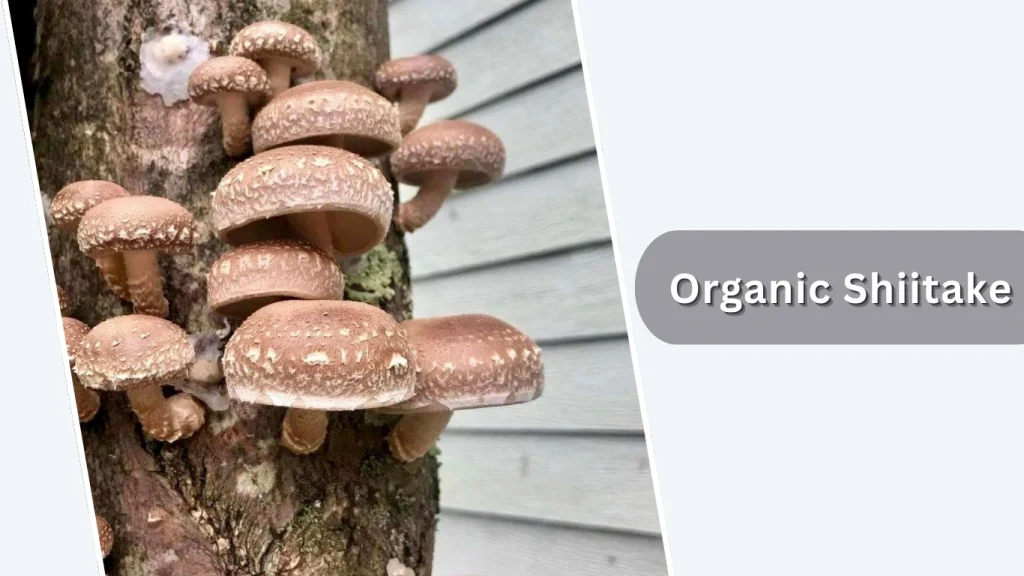 Organic Shiitake