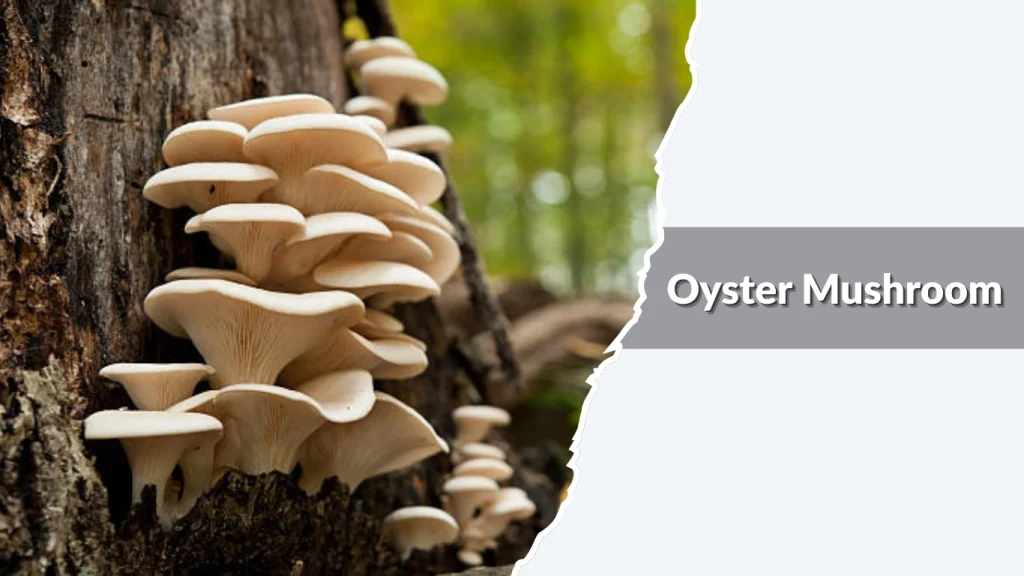 Oyster Mushroom