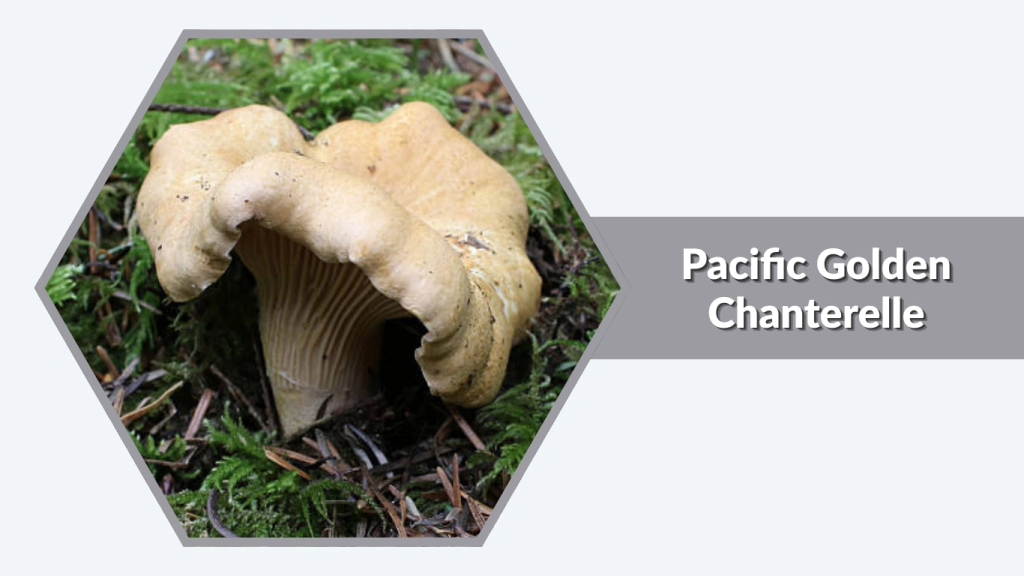 Pacific Golden Chanterelle (Cantharellus formosus)