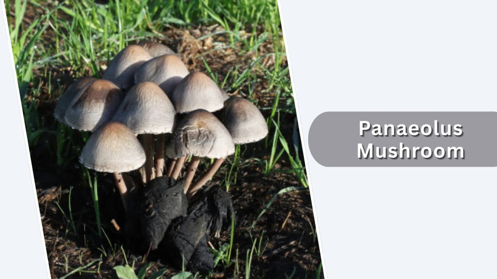 Panaeolus Mushroom (Panaeolus cinctulus)