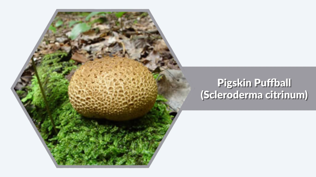 Pigskin Puffball (Scleroderma citrinum)