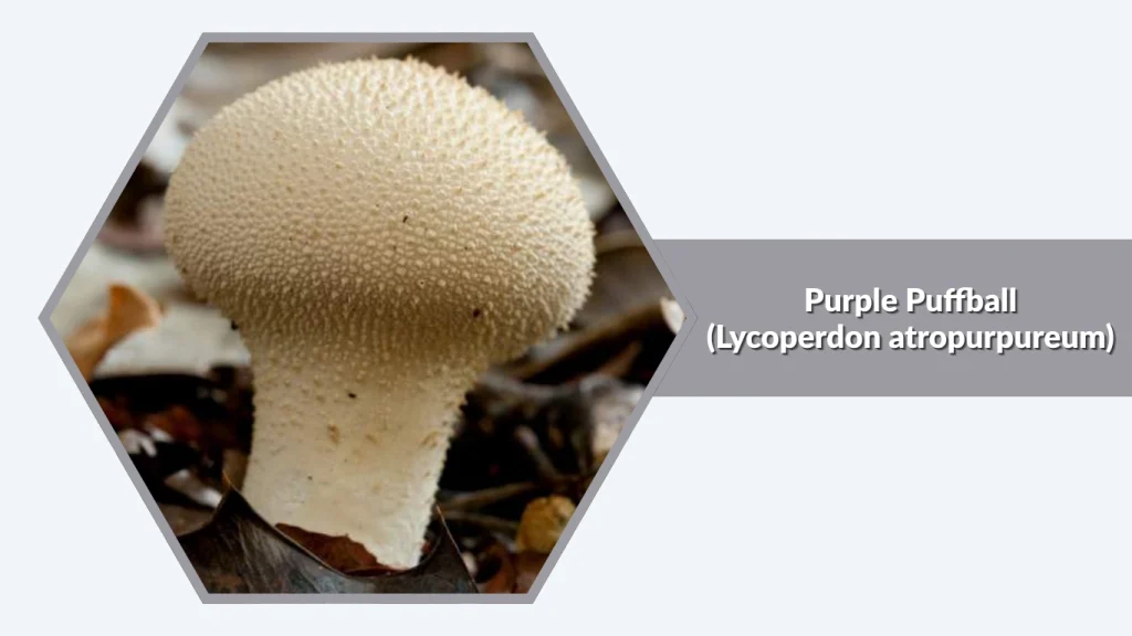 Purple Puffball (Lycoperdon atropurpureum)