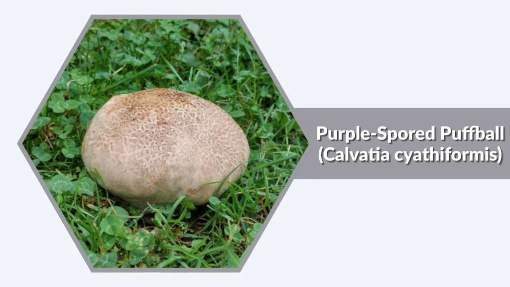 Purple-Spored Puffball