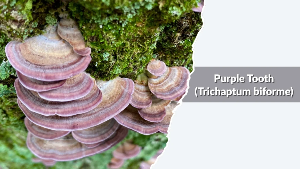 Purple Tooth (Trichaptum biforme)
