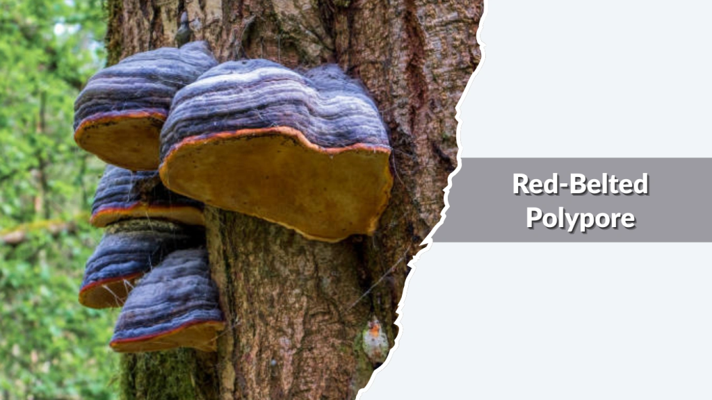 Red-Belted Polypore (Fomitopsis pinicola)