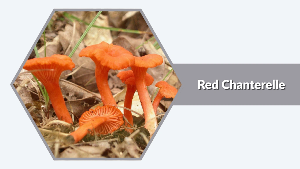 Red Chanterelle (Cantharellus cinnabarinus)