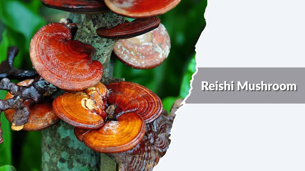 Reishi Mushroom
