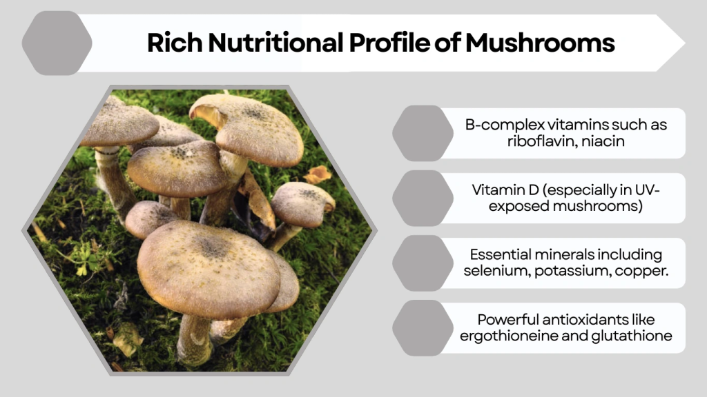 Rich Nutritional Profile of Mushrooms
