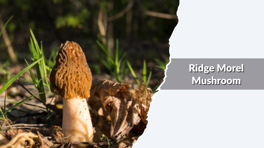 Ridge Morel Mushroom (Morchella rufobrunnea  ridged morel types)