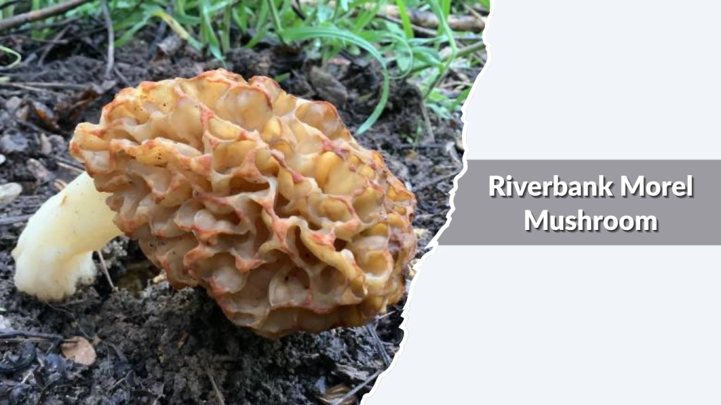 Riverbank Morel Mushroom (Morchella esculenta complex)