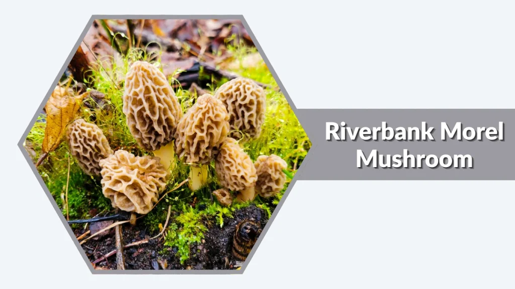 Riverbank Morel Mushroom (Morchellaspecies)