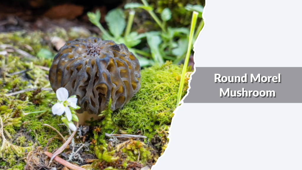 Round Morel Mushroom (Morchella rotunda)
