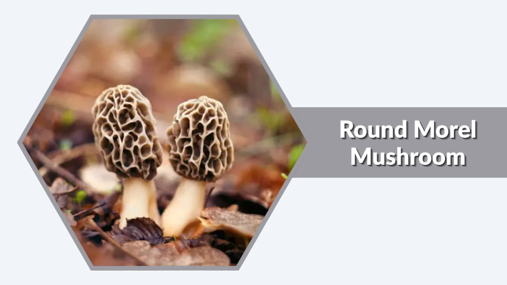 Round Morel Mushroom (Morchella rotunda)
