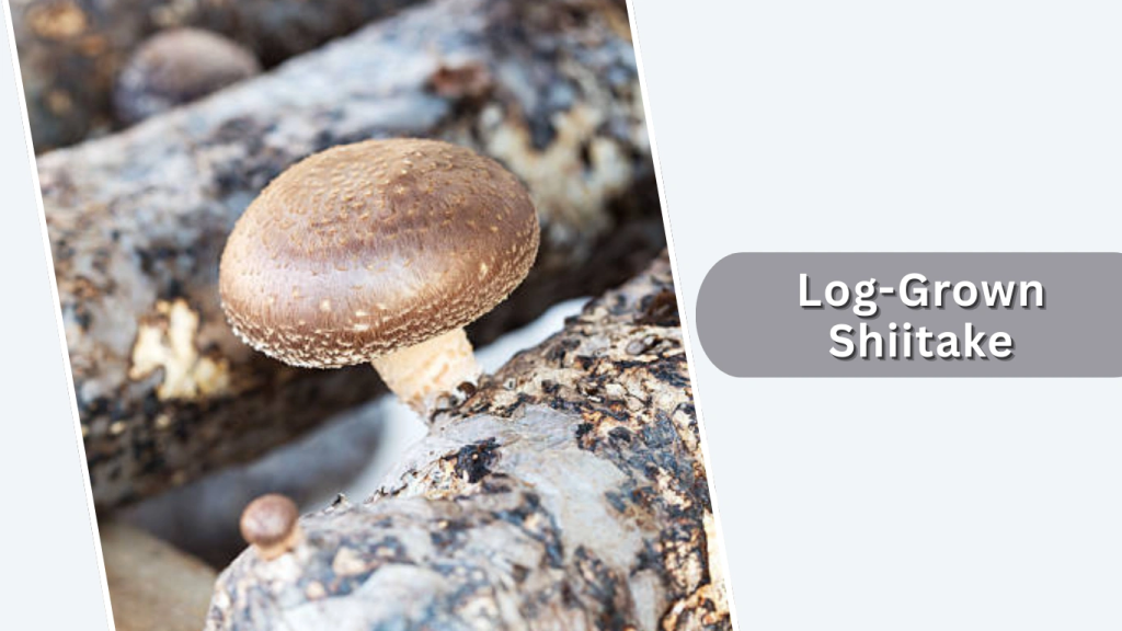 Sawdust-Grown Shiitake