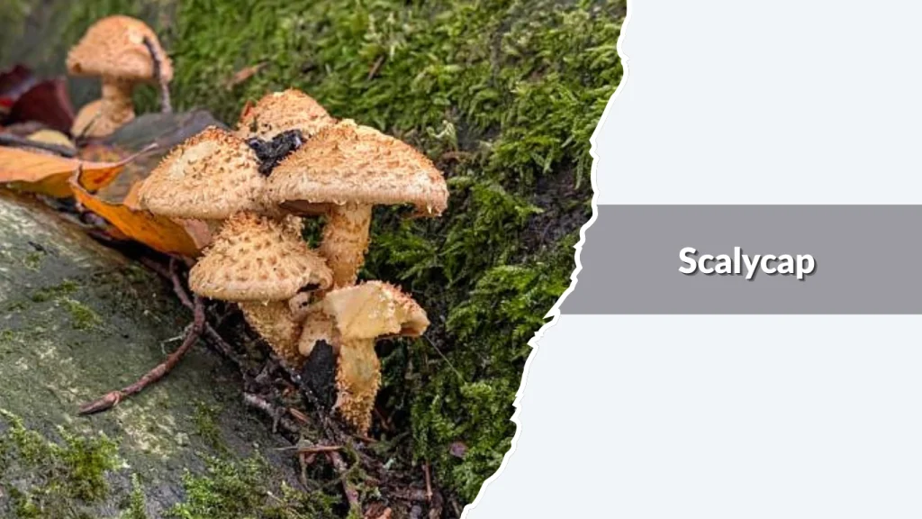 Scalycap (Pholiota squarrosa)