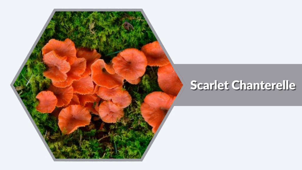 Scarlet Chanterelle (Cantharellus coccolobae)