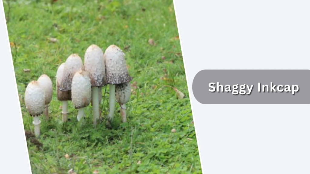 Shaggy Inkcap (Coprinus comatus)