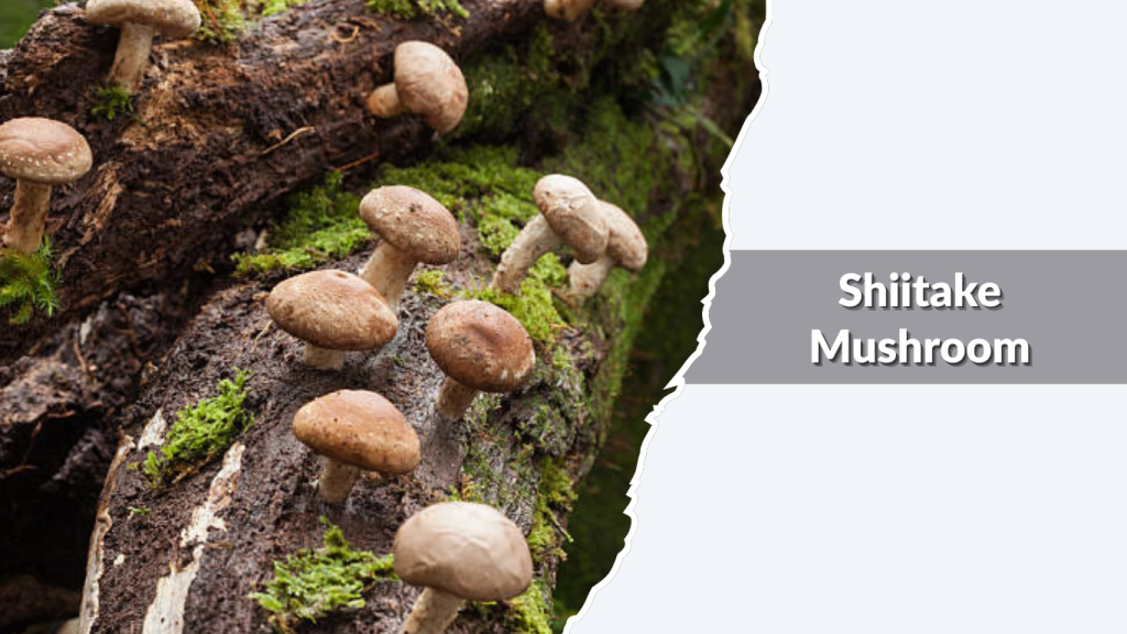 Shiitake Mushroom