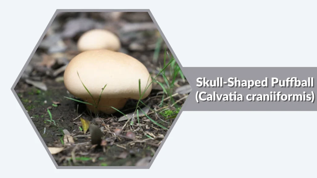 Skull-Shaped Puffball (Calvatia craniiformis)