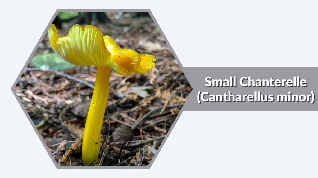 Small Chanterelle (Cantharellus minor)