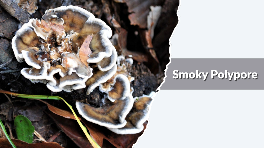 Smoky Polypore
