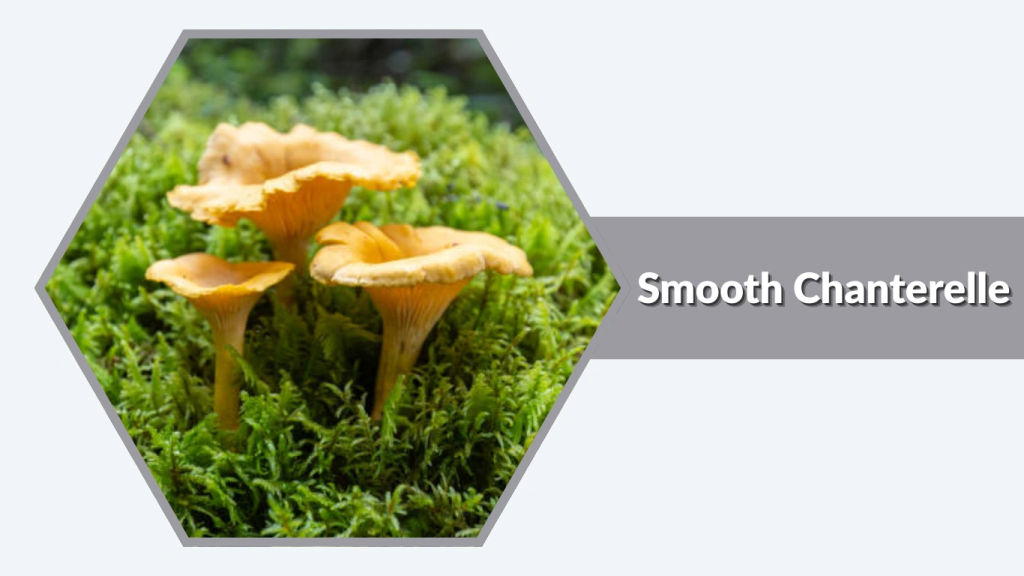 Smooth Chanterelle (Cantharellus lateritius)