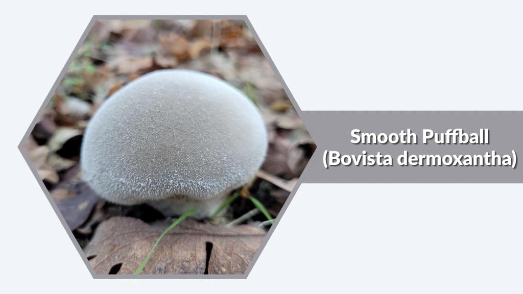 Smooth Puffball (Bovista dermoxantha)