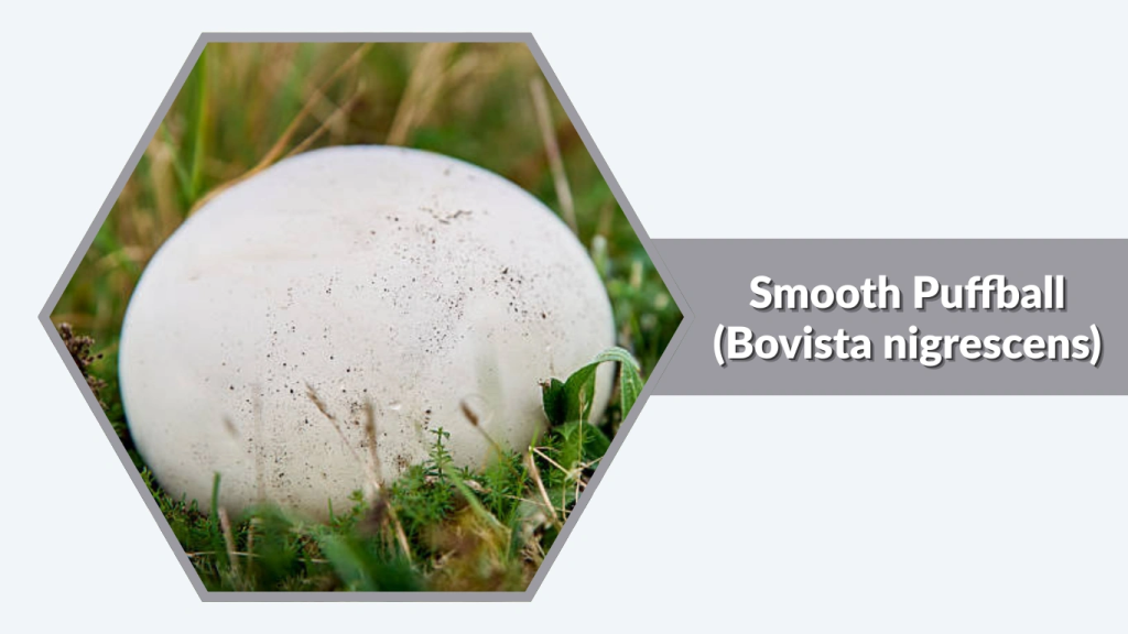 Smooth Puffball (Bovista nigrescens)
