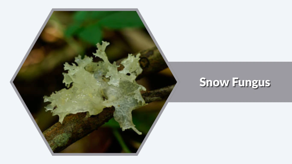 Snow Fungus (Tremella fuciformis)