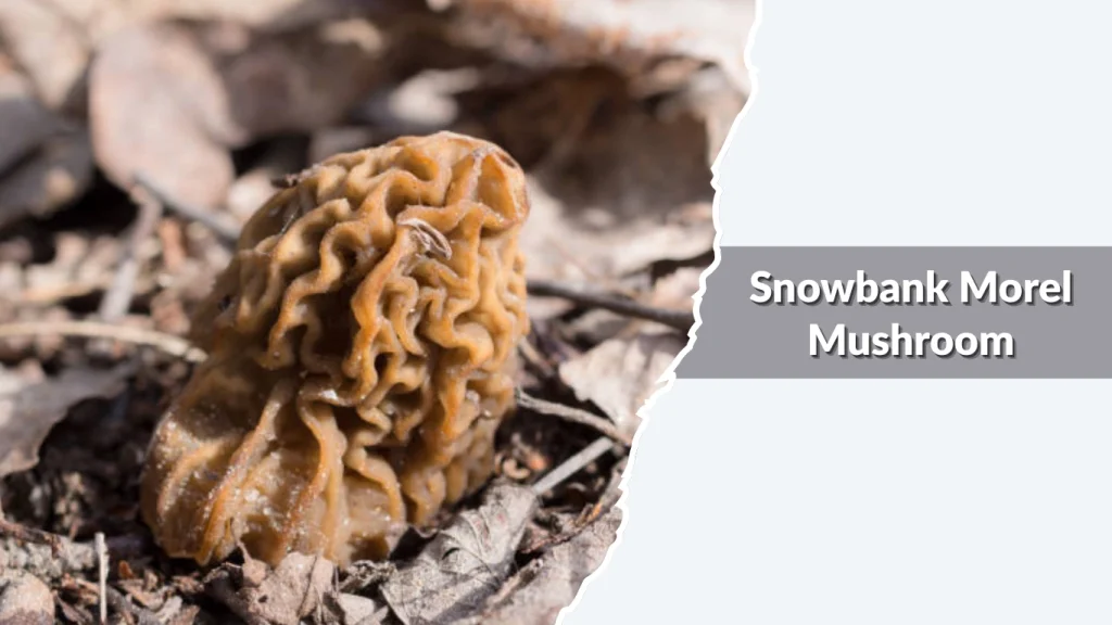 Snowbank Morel Mushroom (Morchella tomentosa)
