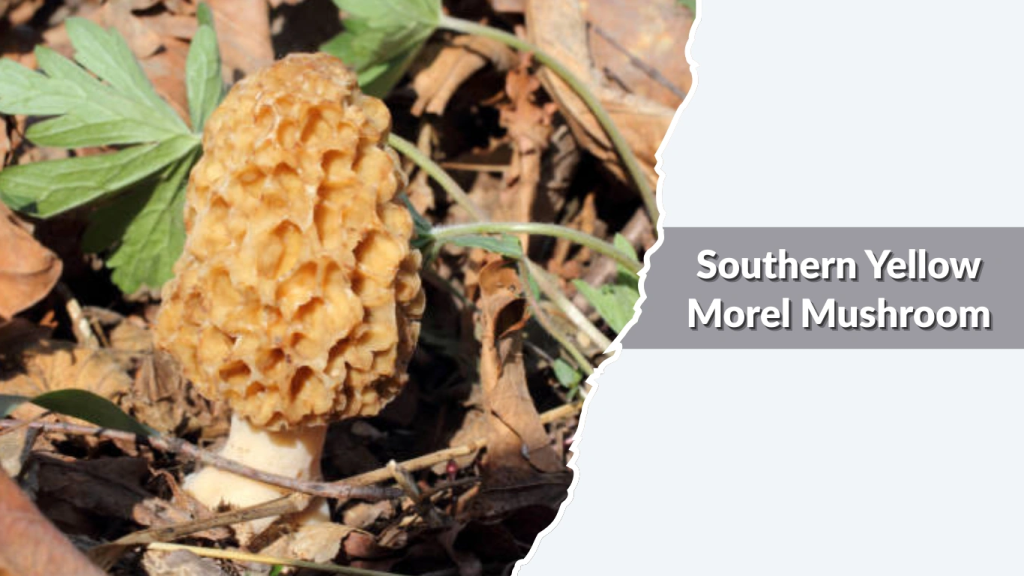 Southern Yellow Morel Mushroom (Morchella esculentoides)