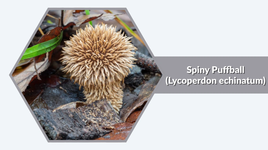 Spiny Puffball (Lycoperdon echinatum)