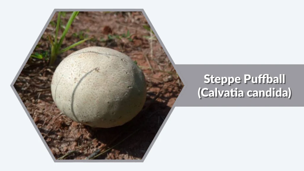 Steppe Puffball (Calvatia candida)