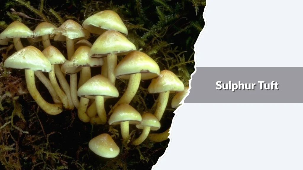 Sulphur Tuft (Hypholoma fasciculare)