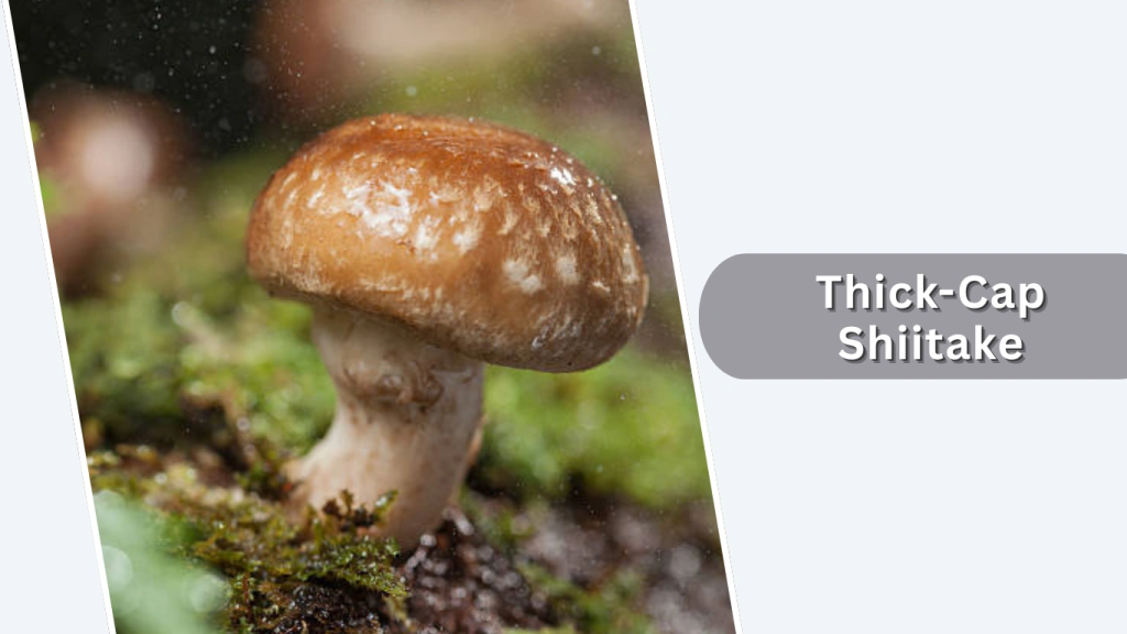Thick-Cap Shiitake