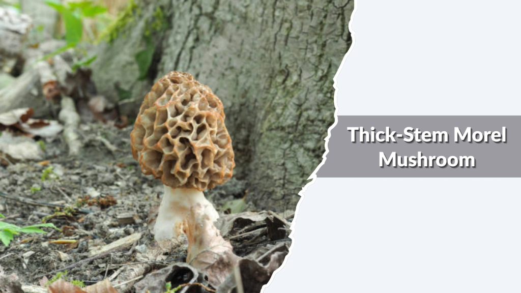 Thick-Stem Morel Mushroom (Morchella crassipes)