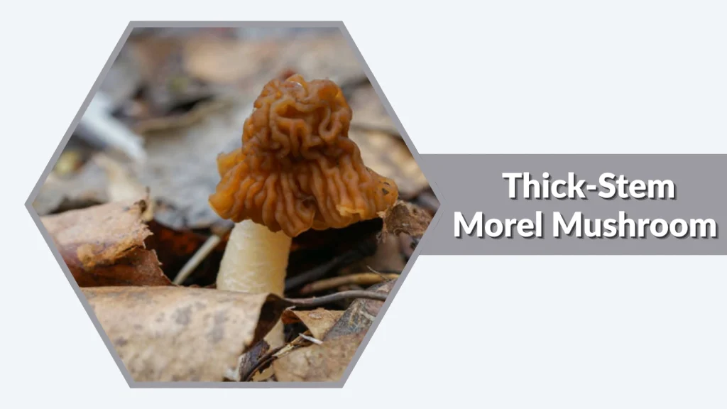  Thick-Stem Morel Mushroom (Morchella crassipes)