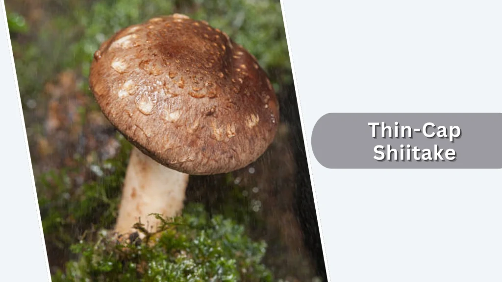 Thin-Cap Shiitake