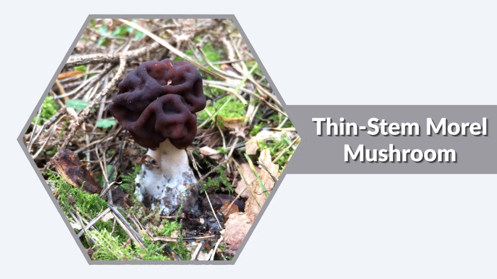 Thin-Stem Morel Mushroom (Morchella angusticeps)