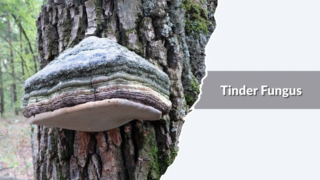 Tinder Fungus