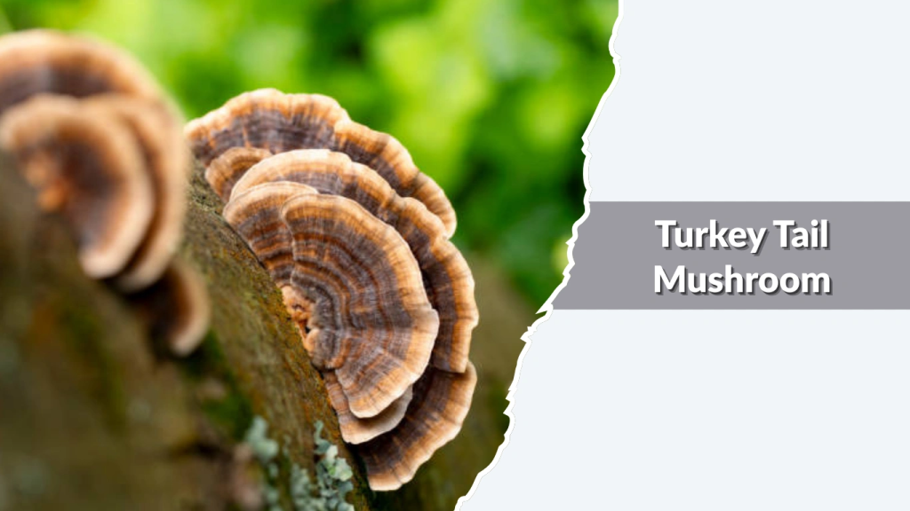 Turkey Tail Mushroom
