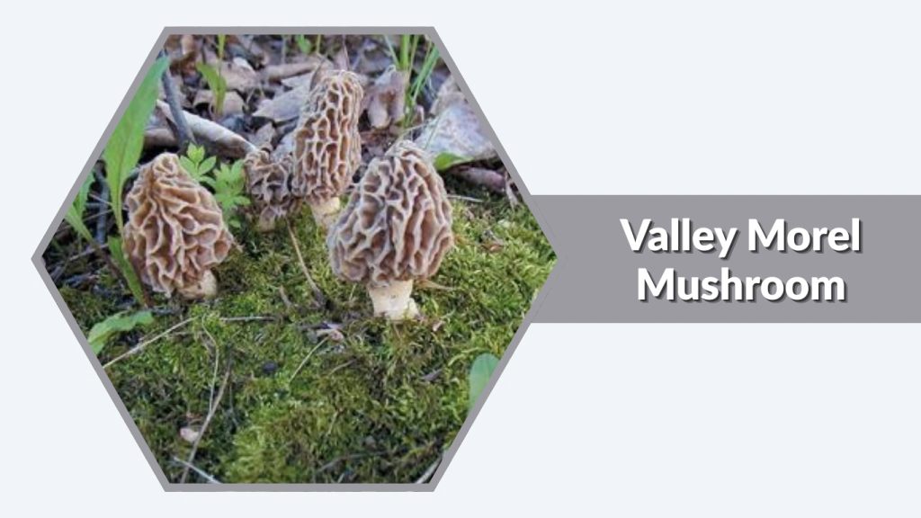 Valley Morel Mushroom (Morchellaspecies)