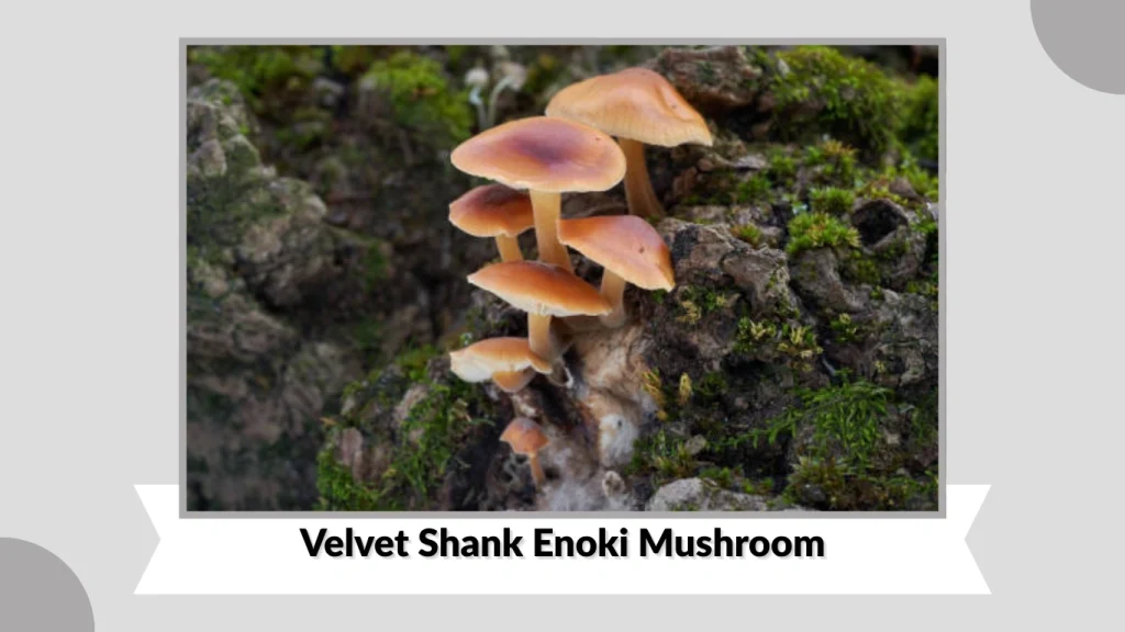 Velvet Shank Enoki Mushroom