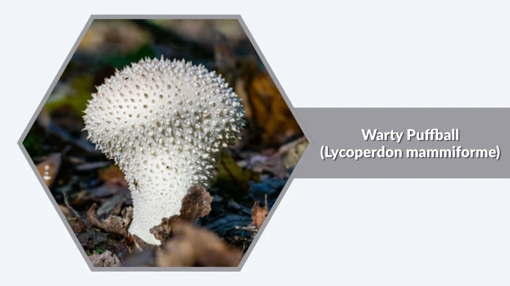 Warty Puffball (Lycoperdon mammiforme)