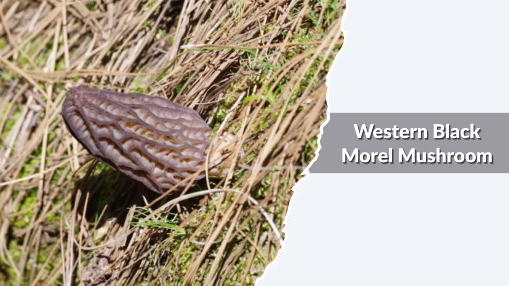 Western Black Morel Mushroom (Morchella snyderi  Morchella importuna group)