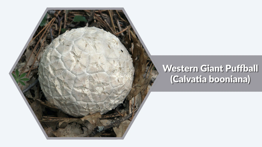 Western Giant Puffball (Calvatia booniana)