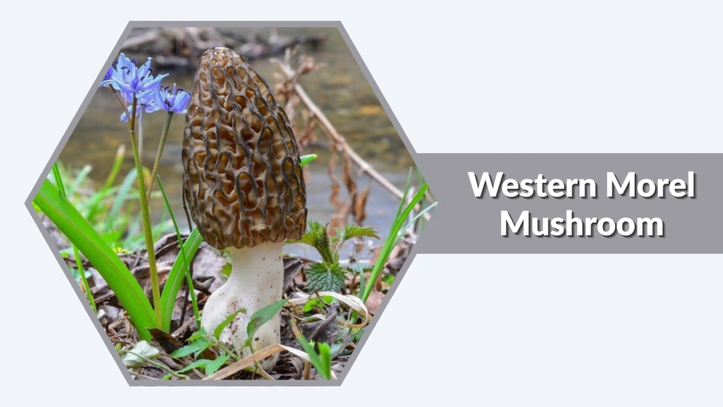 Western Morel Mushroom (Morchella snyderi)